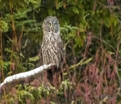 GreatGrayOwl807